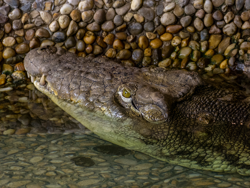 Nile crocodile (Crocodylus niloticus)