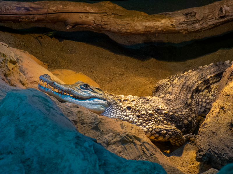 Nile crocodile (Crocodylus niloticus)