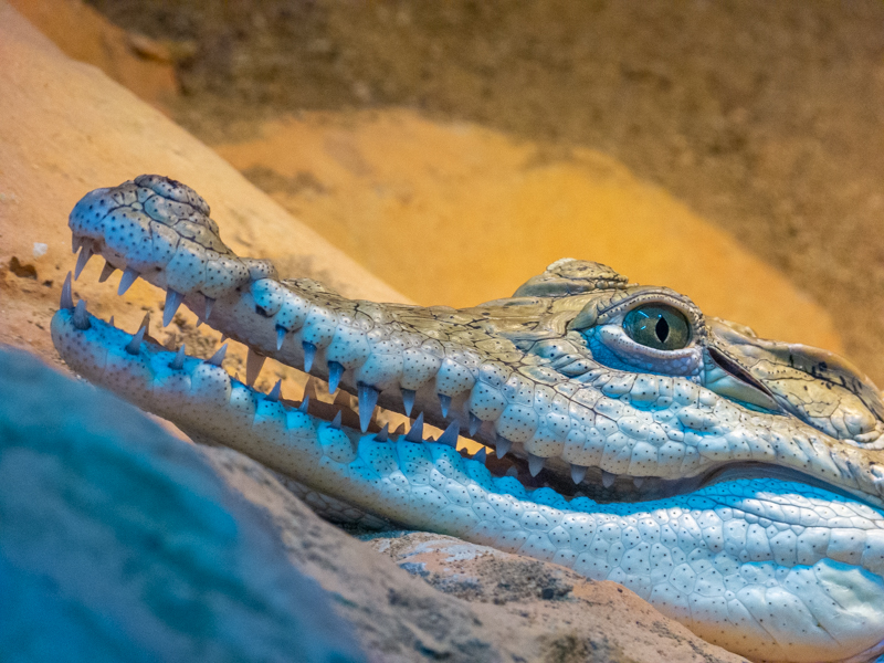 Nile crocodile (Crocodylus niloticus)