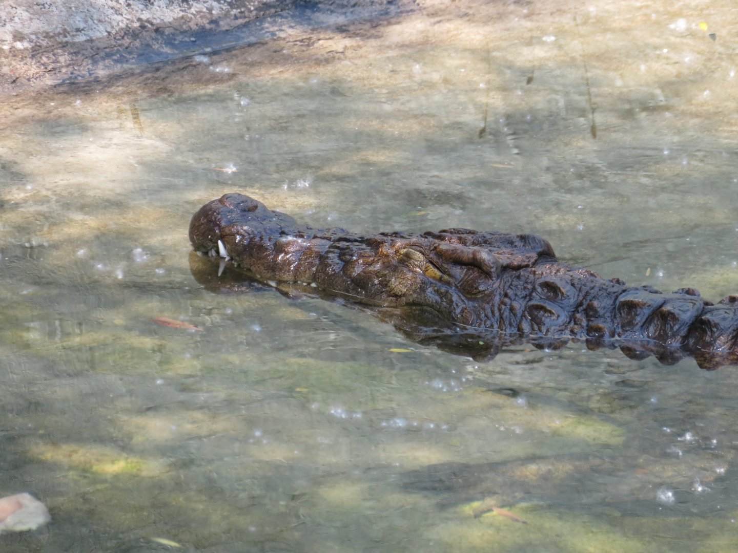 Nile Crocodile (Crocodylus niloticus)