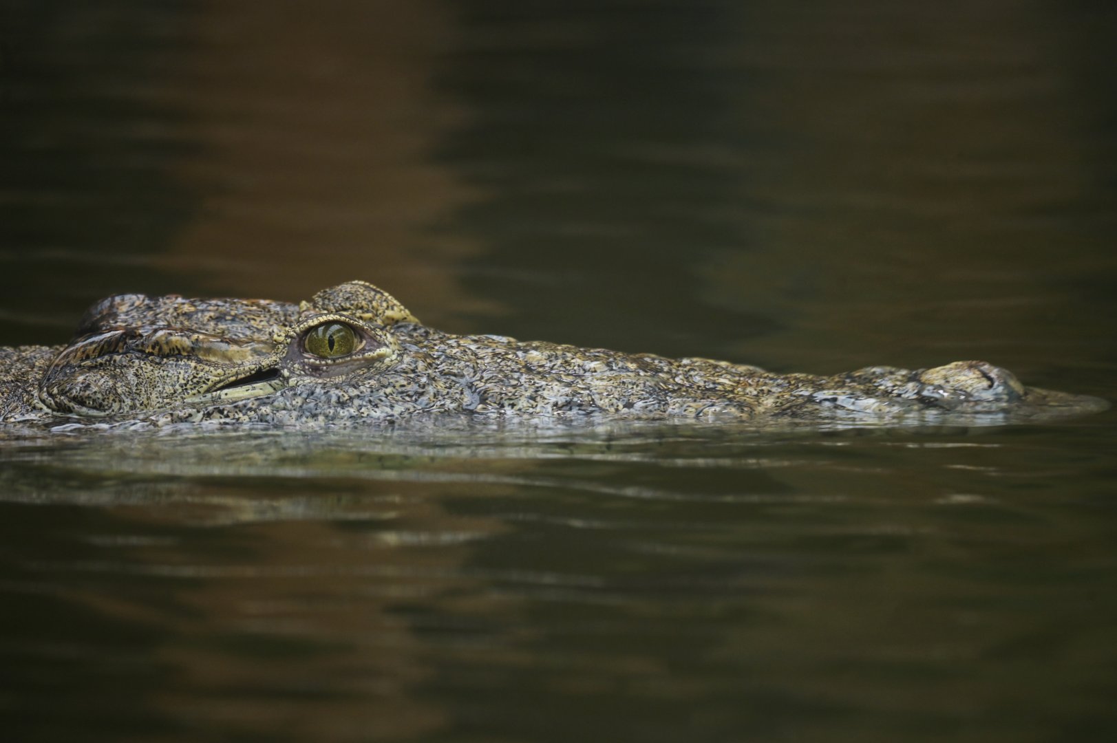Nile crocodile (Crocodylus niloticus)