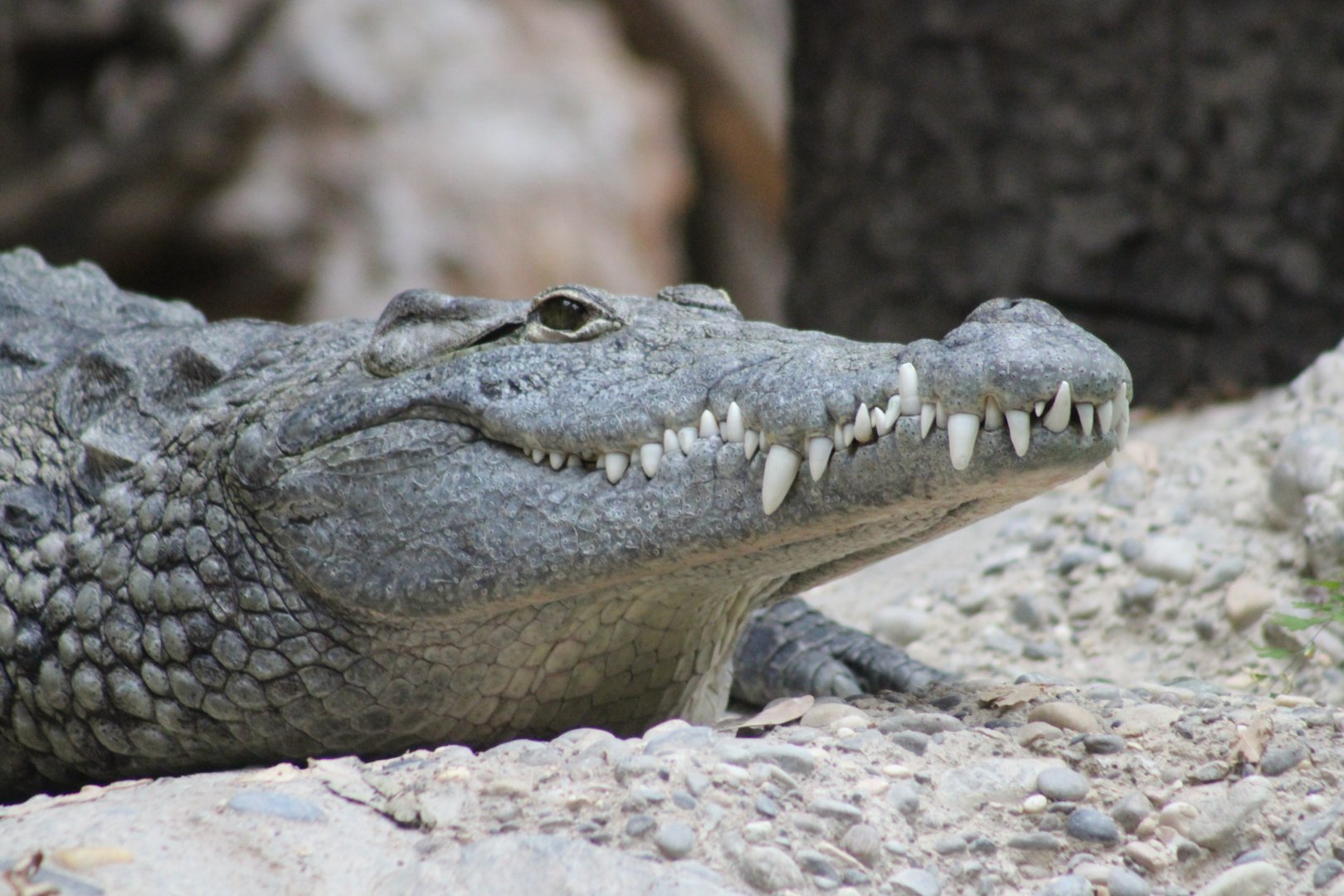 Nile Crocodile (Crocodylus niloticus)