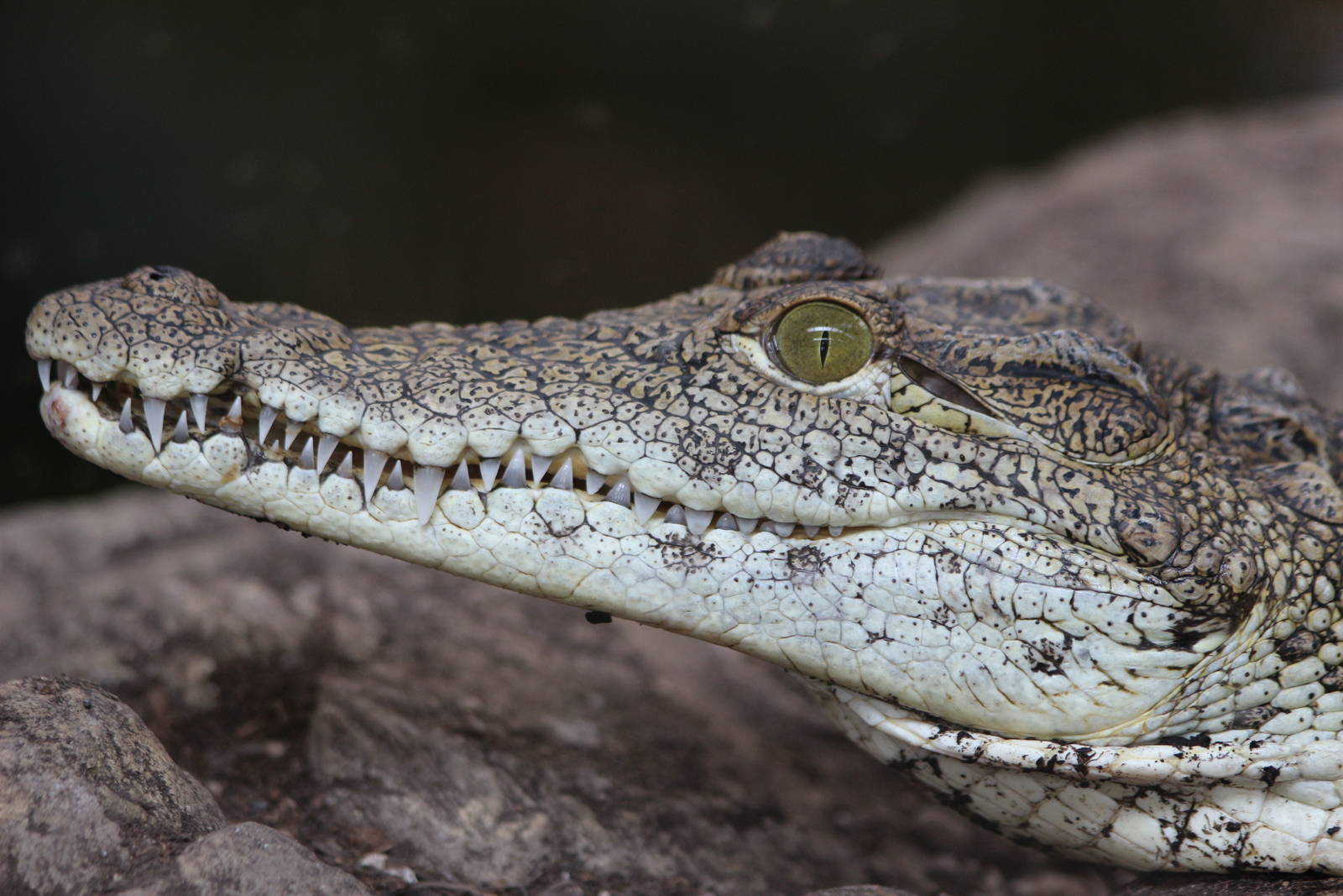 Nile Crocodile @ Crocs of the World 23.09.2016