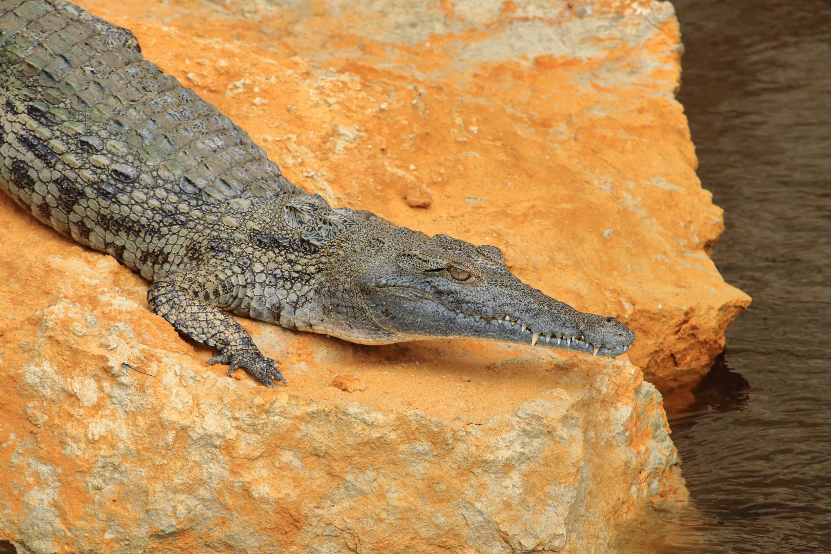 Nile crocodile (December 2019)