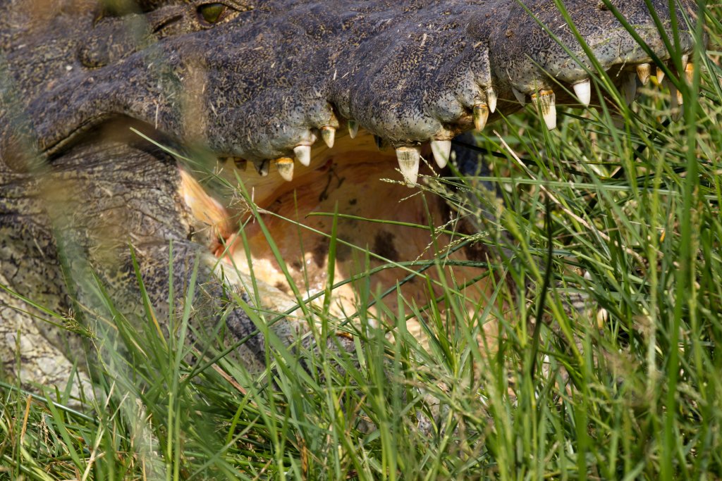 Nile Crocodile - dentition