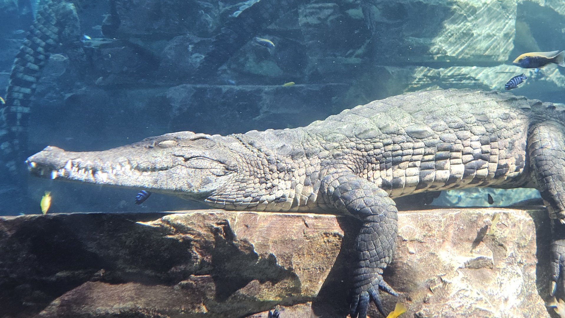 Nile crocodile, Dubai crocodilepark