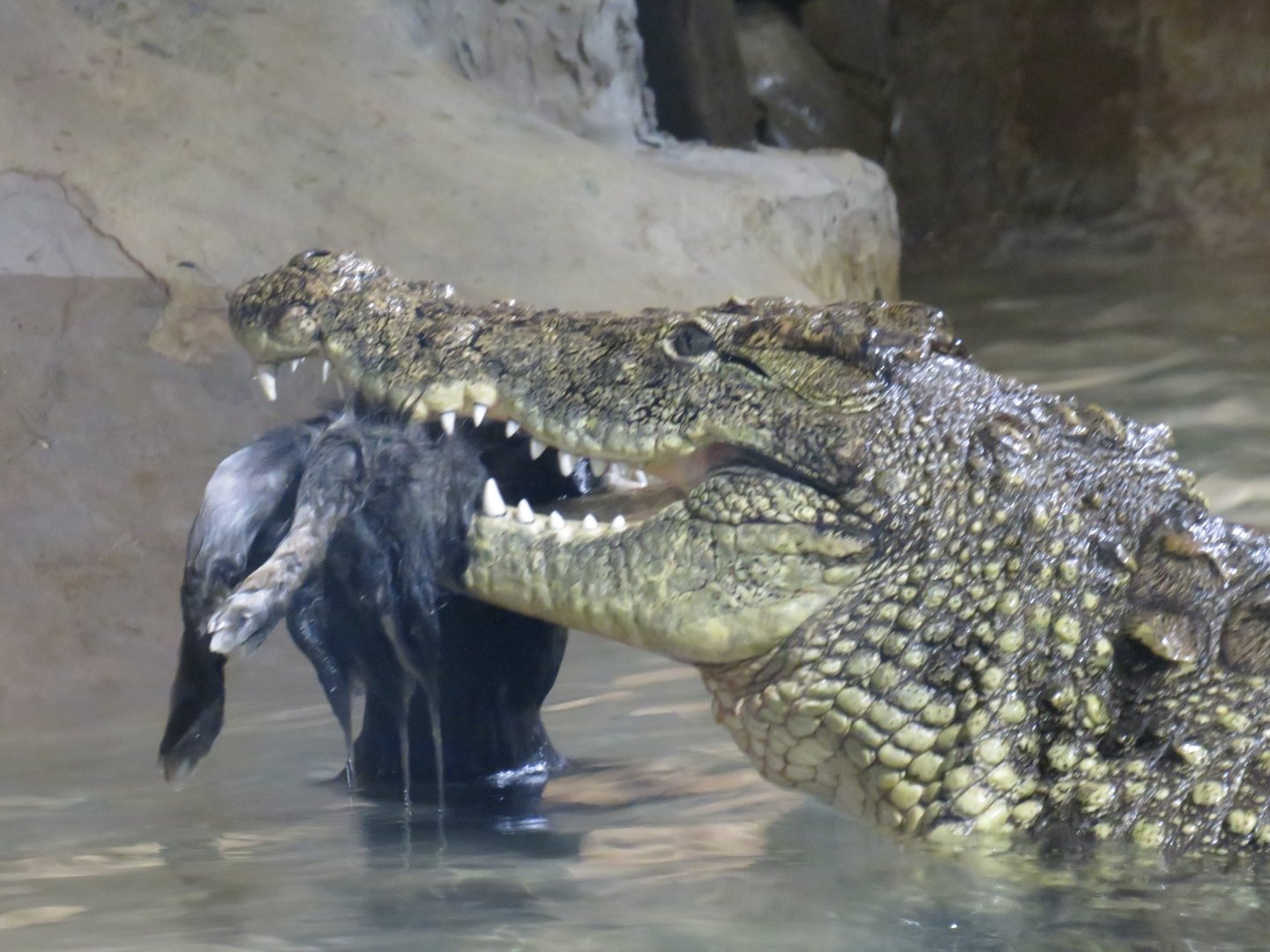 Nile crocodile eating a rabbit