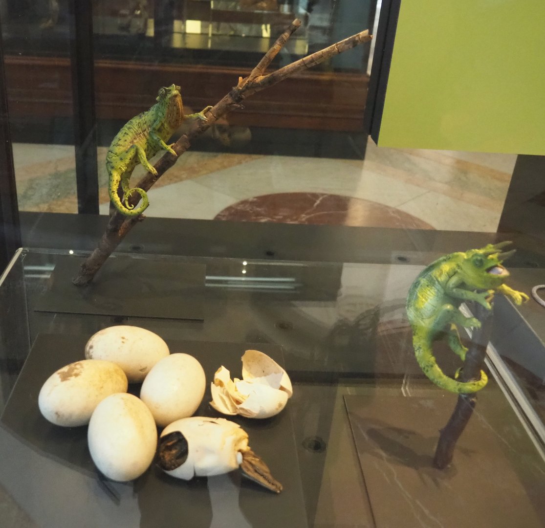 Nile crocodile eggs and chameleon replicas, 2021-10-20