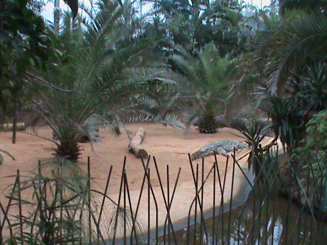 nile crocodile enclosure 041211