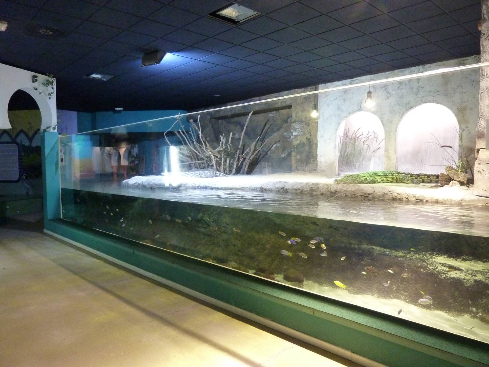 Nile crocodile enclosure, 10th April 2012