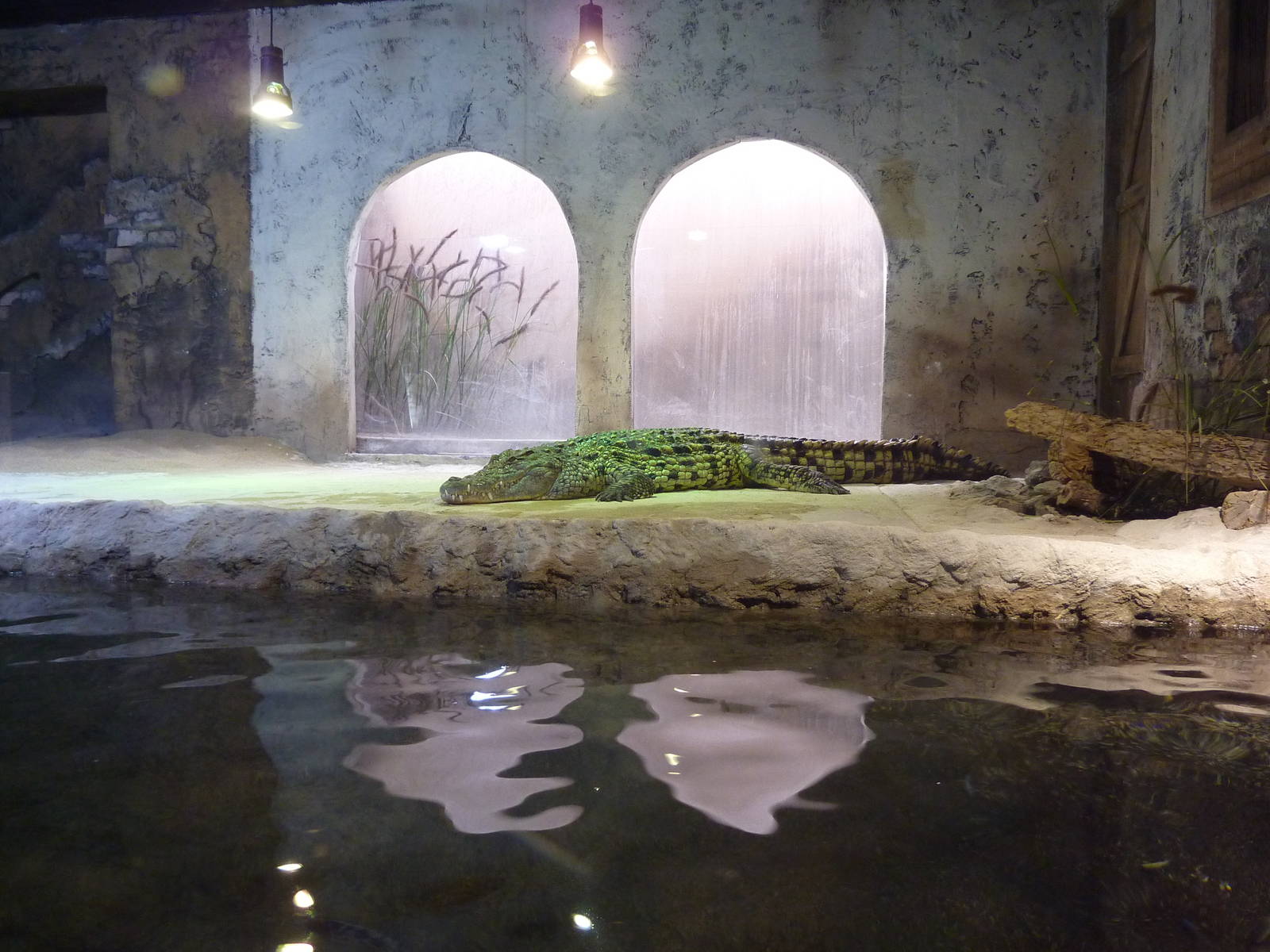 Nile crocodile enclosure, 10th April 2012