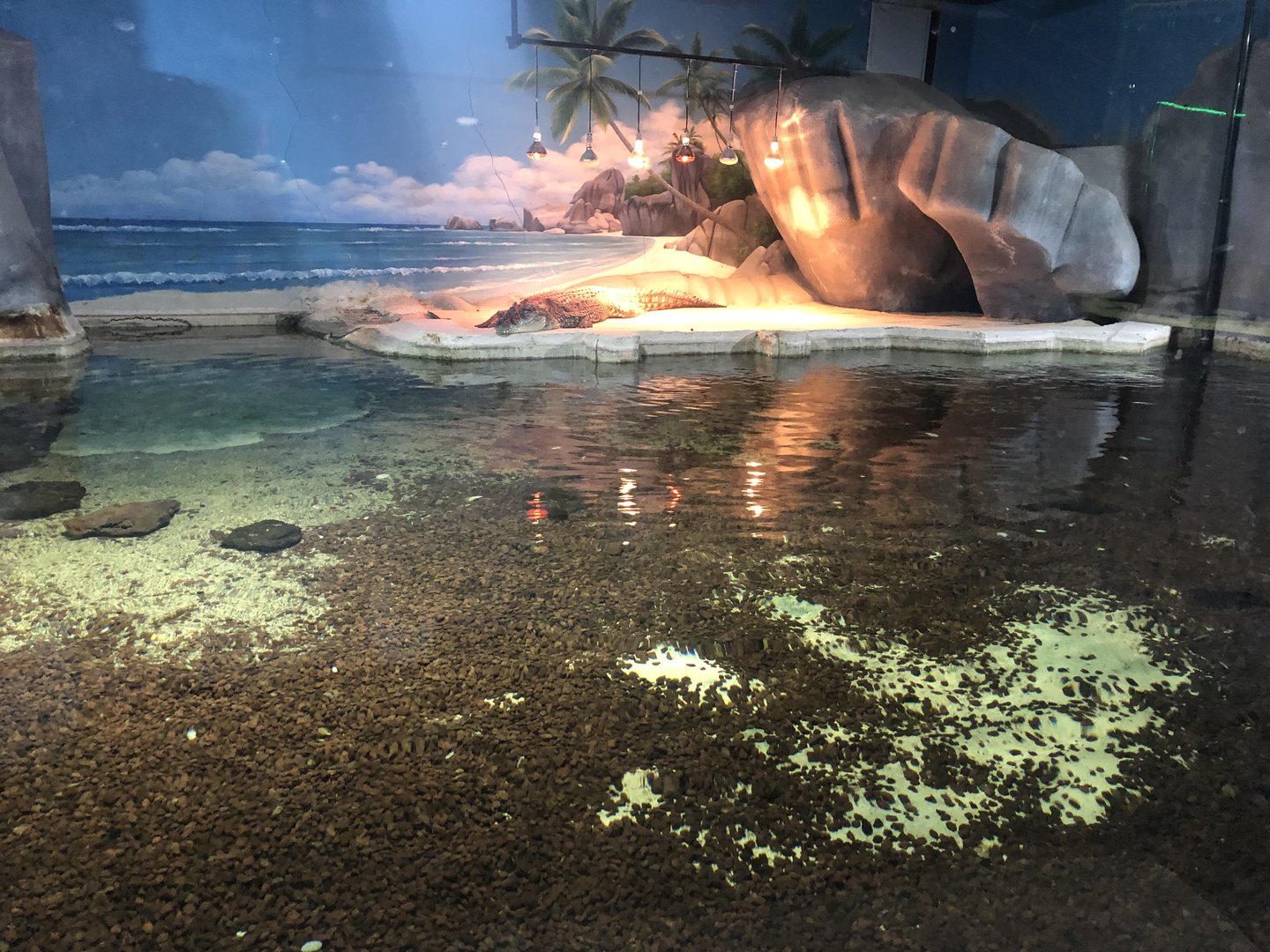 Nile Crocodile Enclosure at Aqua Vega