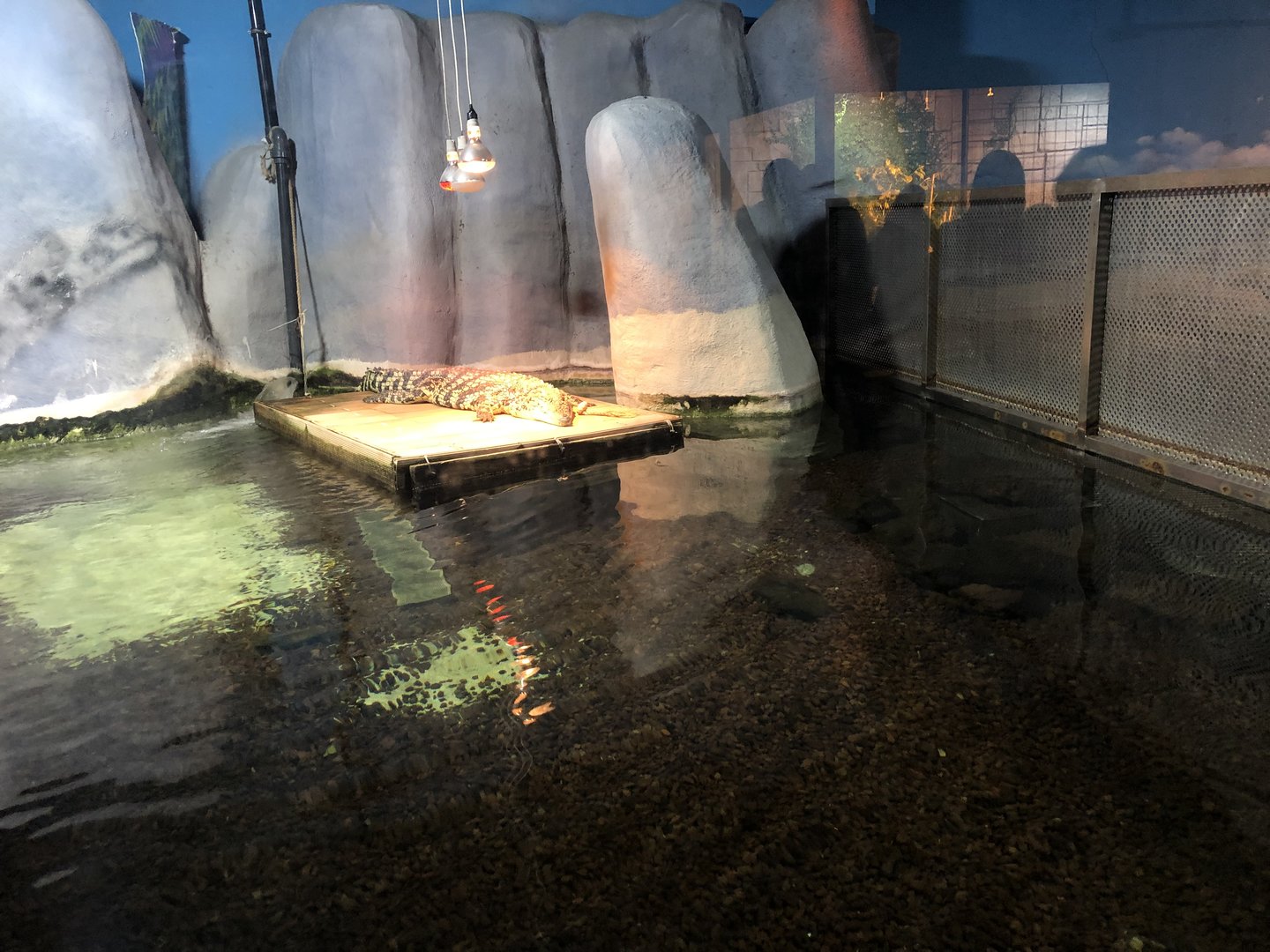 Nile Crocodile Enclosure at Aqua Vega