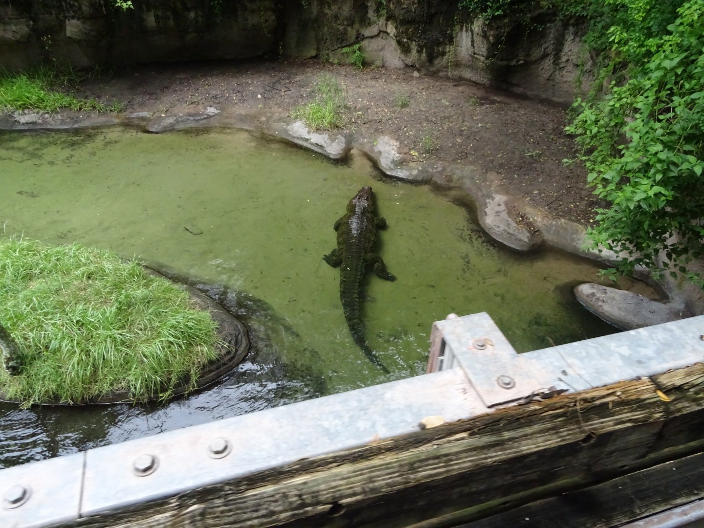 Nile Crocodile Enclosure at Disney's Animal Kingdom (2014)