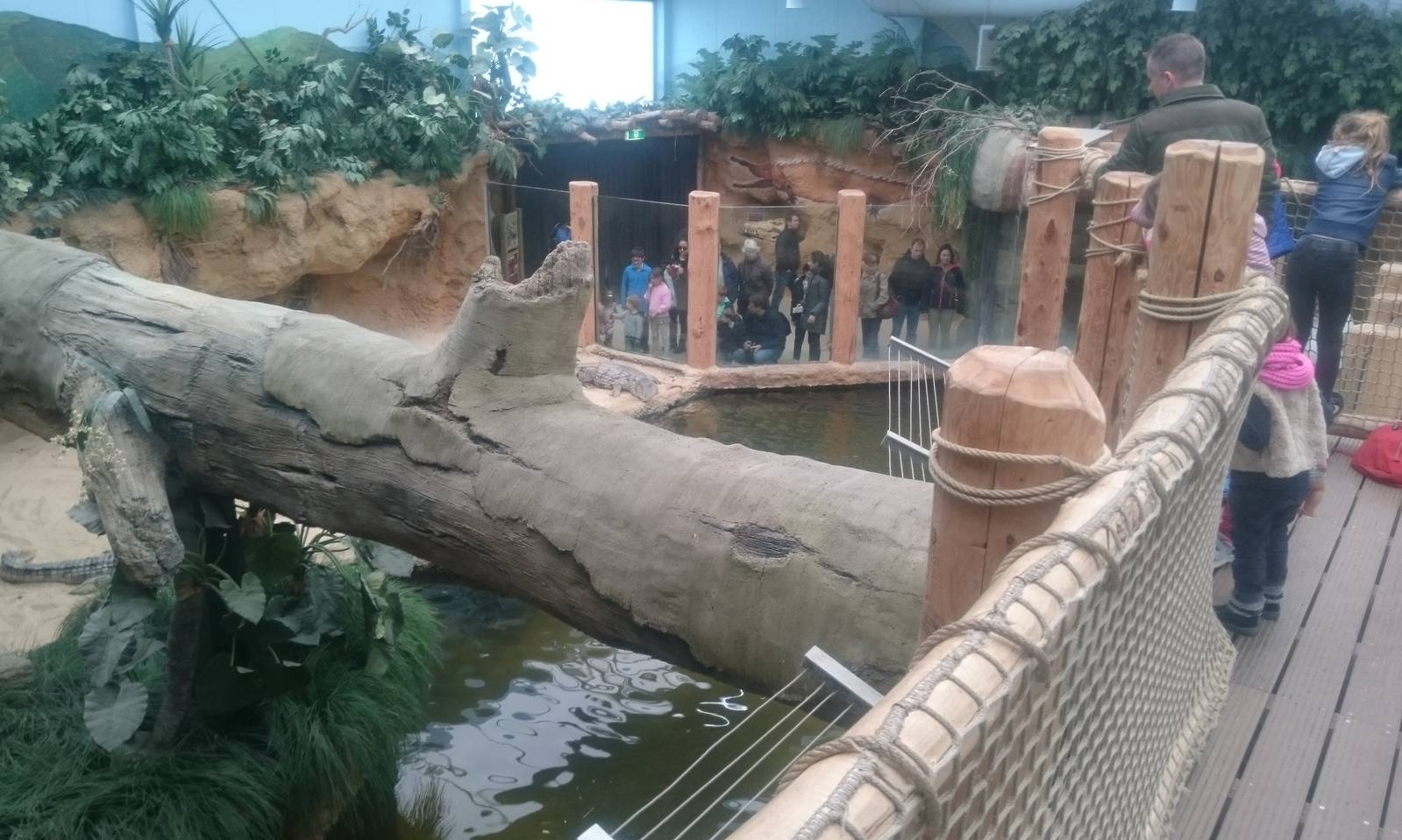 Nile crocodile enclosure from above