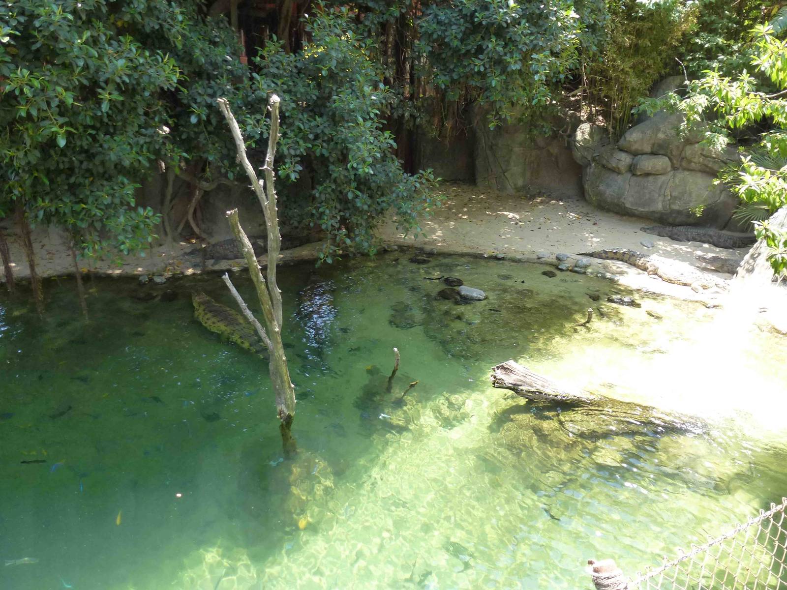 Nile crocodile enclosure, July 2013.