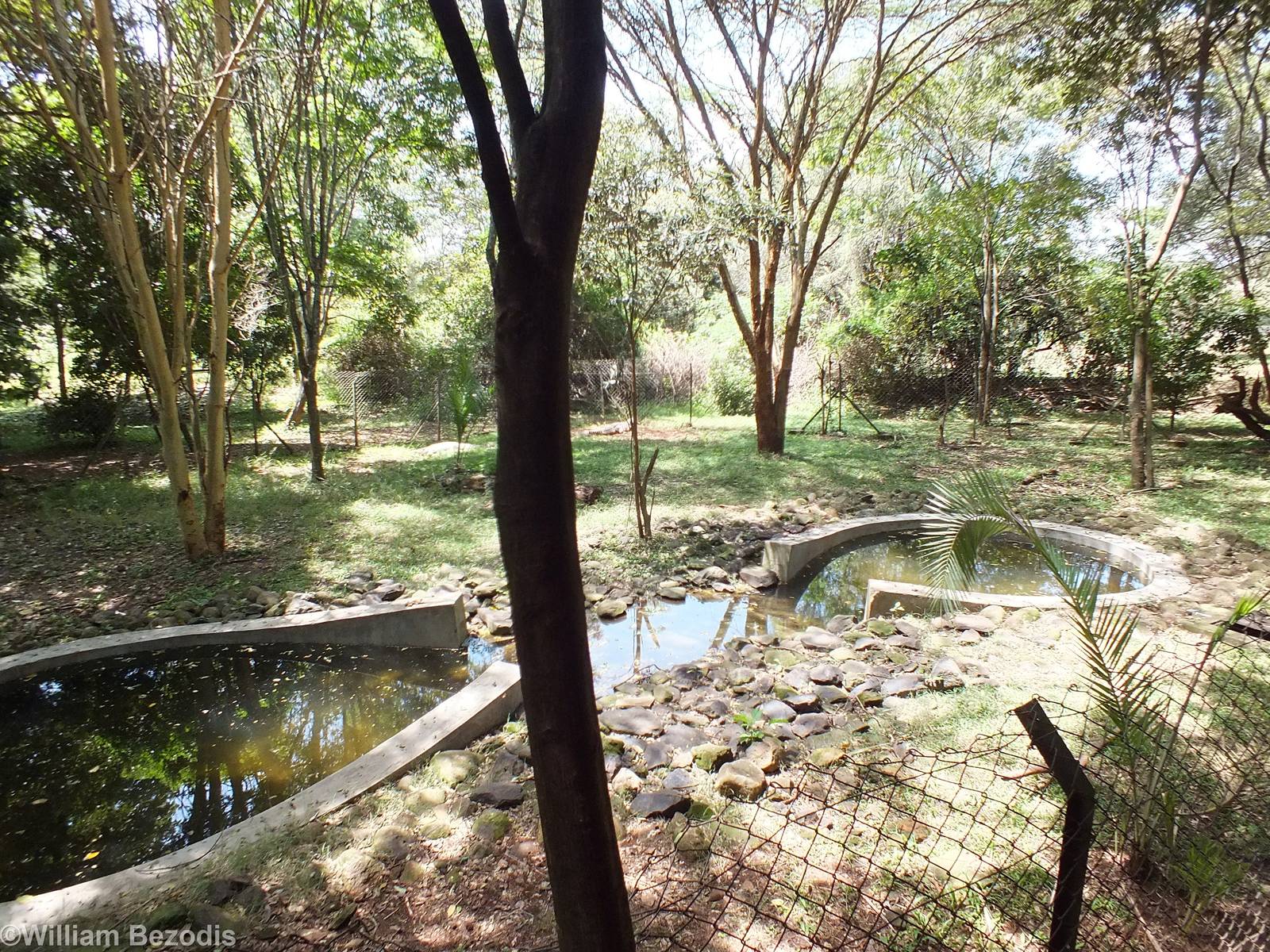 Nile Crocodile Enclosure - Nairobi Safari Walk