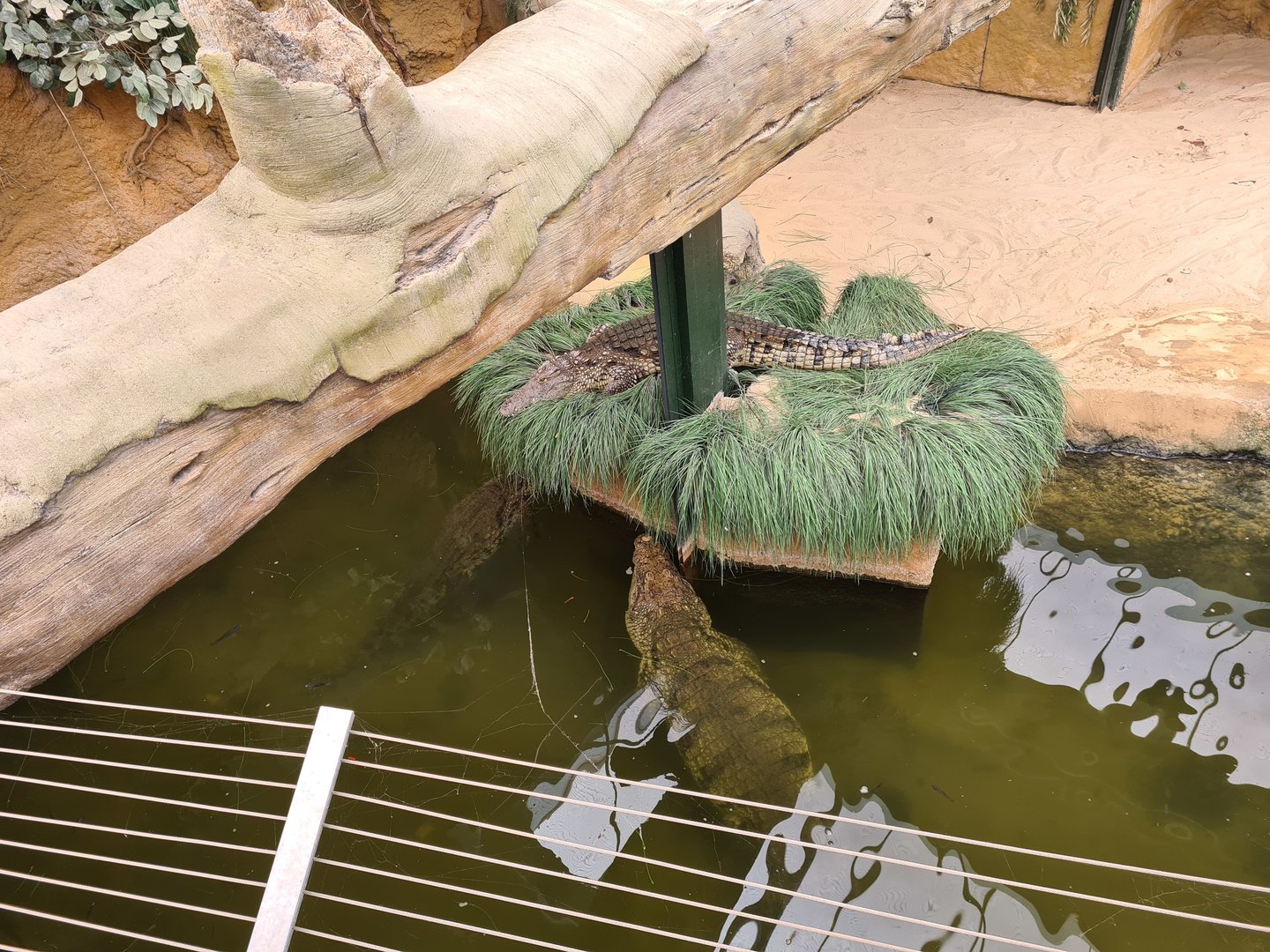 Nile crocodile enclosure - Top view