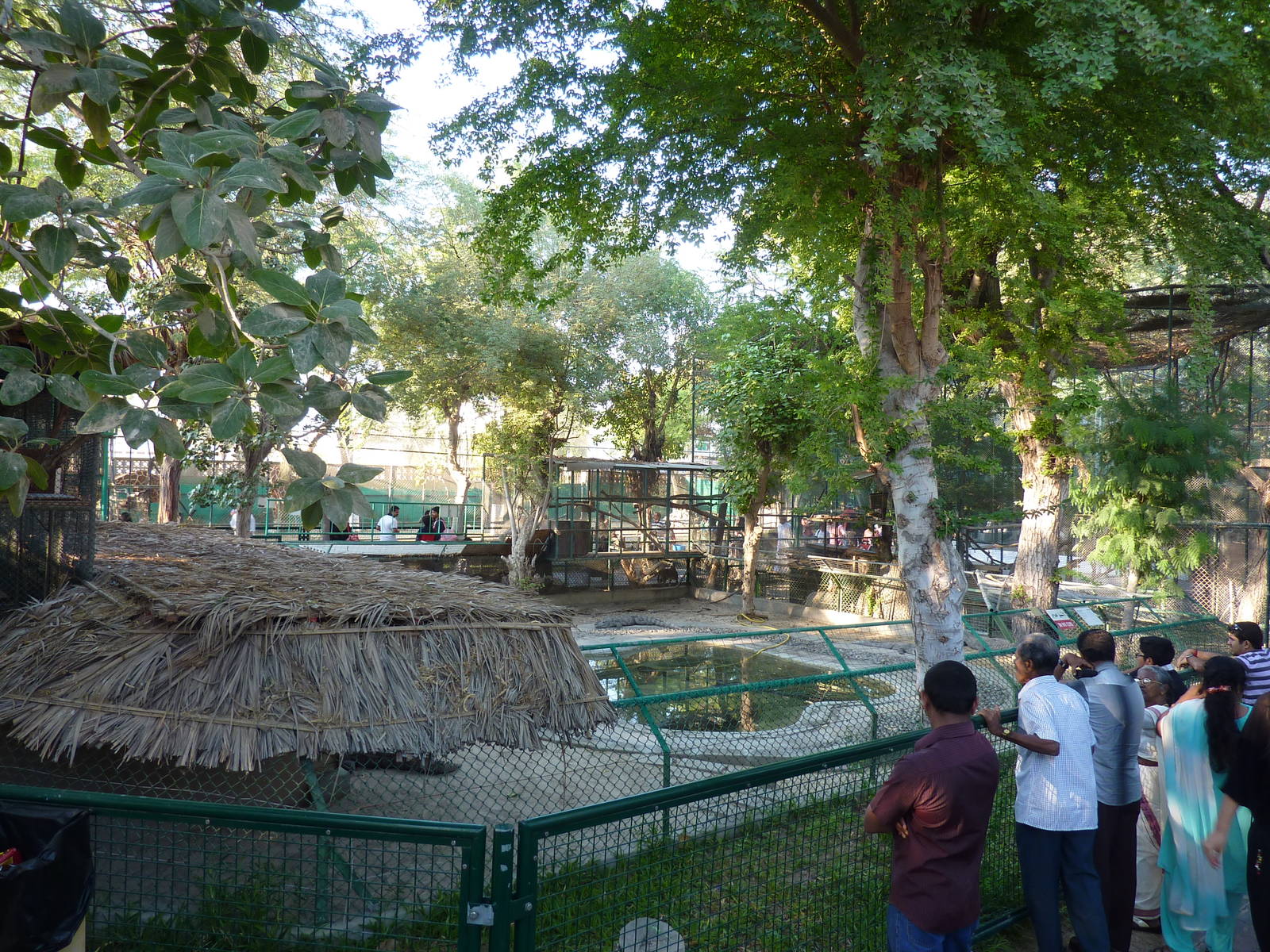 Nile crocodile enclosure