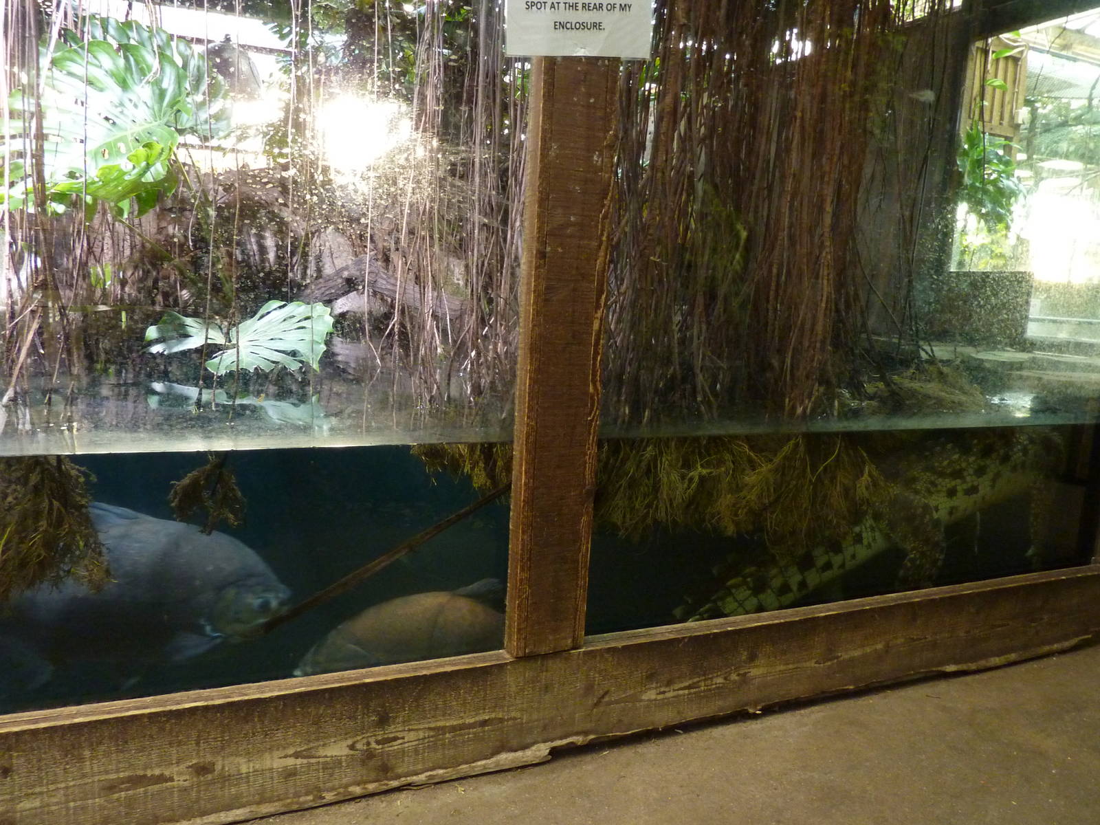 Nile crocodile enclosure