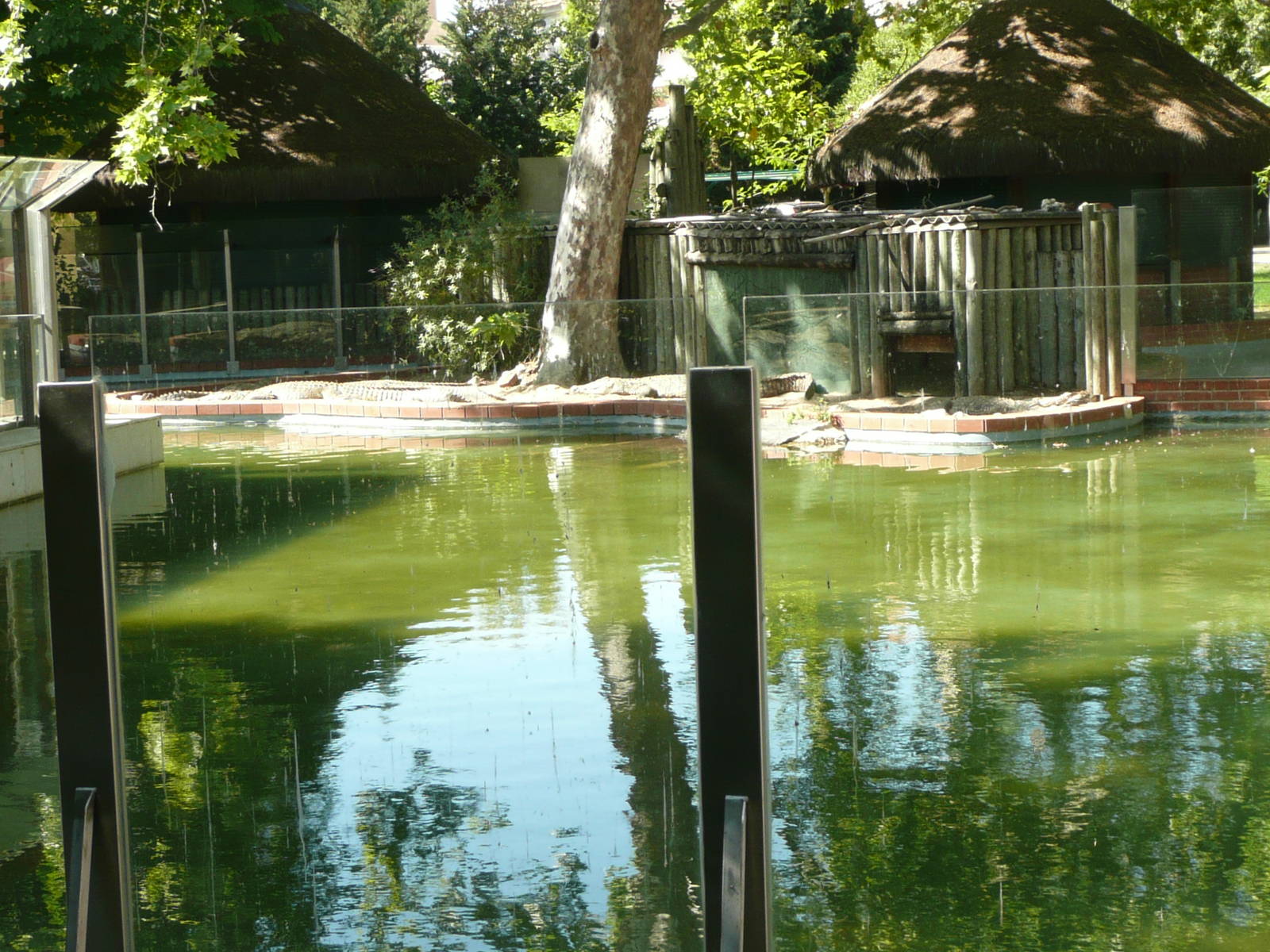 Nile crocodile enclosure
