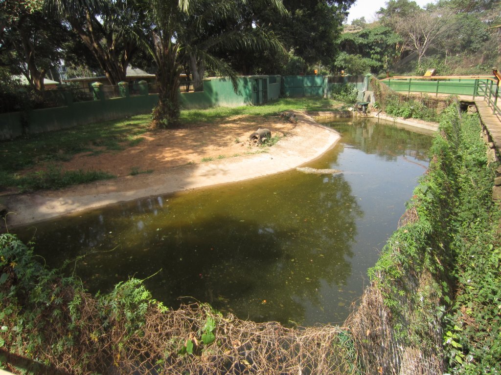 Nile Crocodile Enclosure