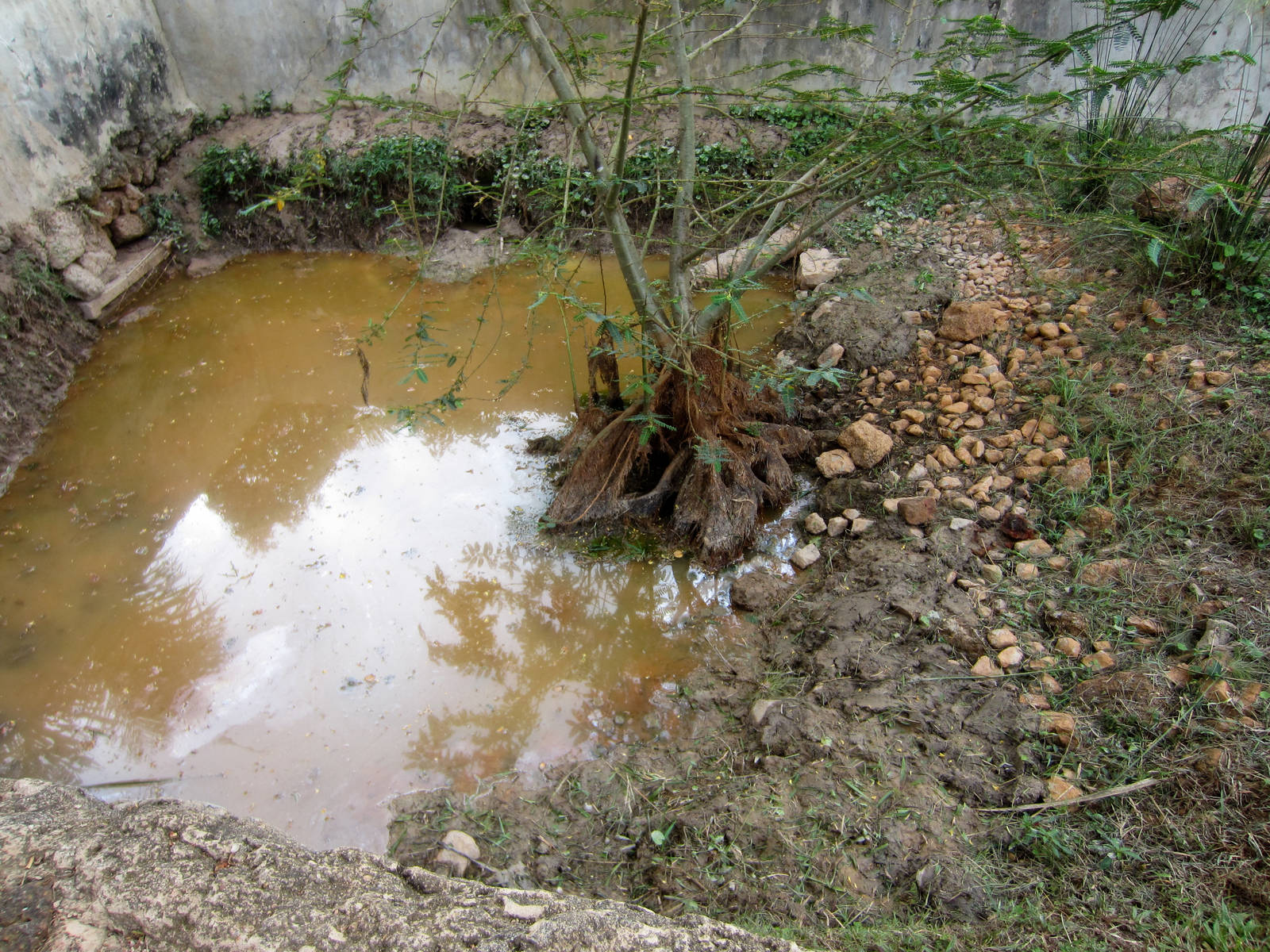Nile Crocodile enclosure