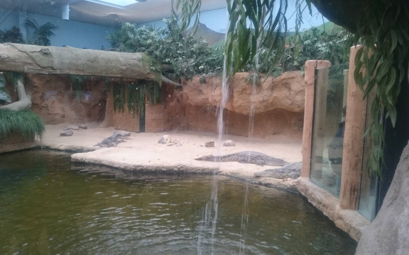 Nile crocodile enclosure