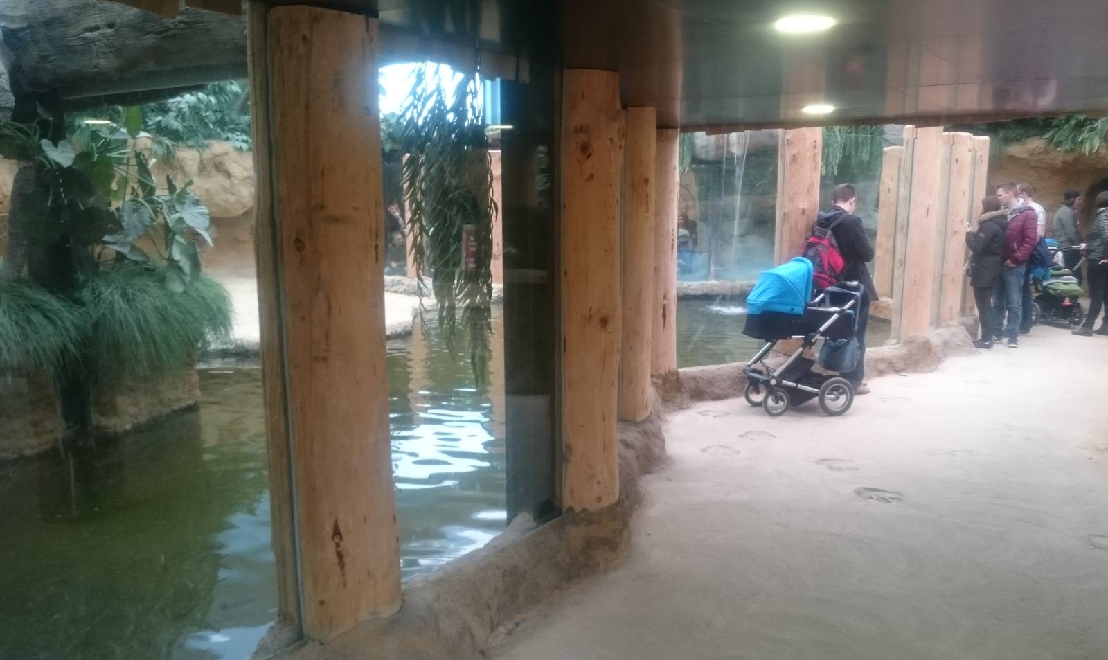 Nile crocodile enclosure