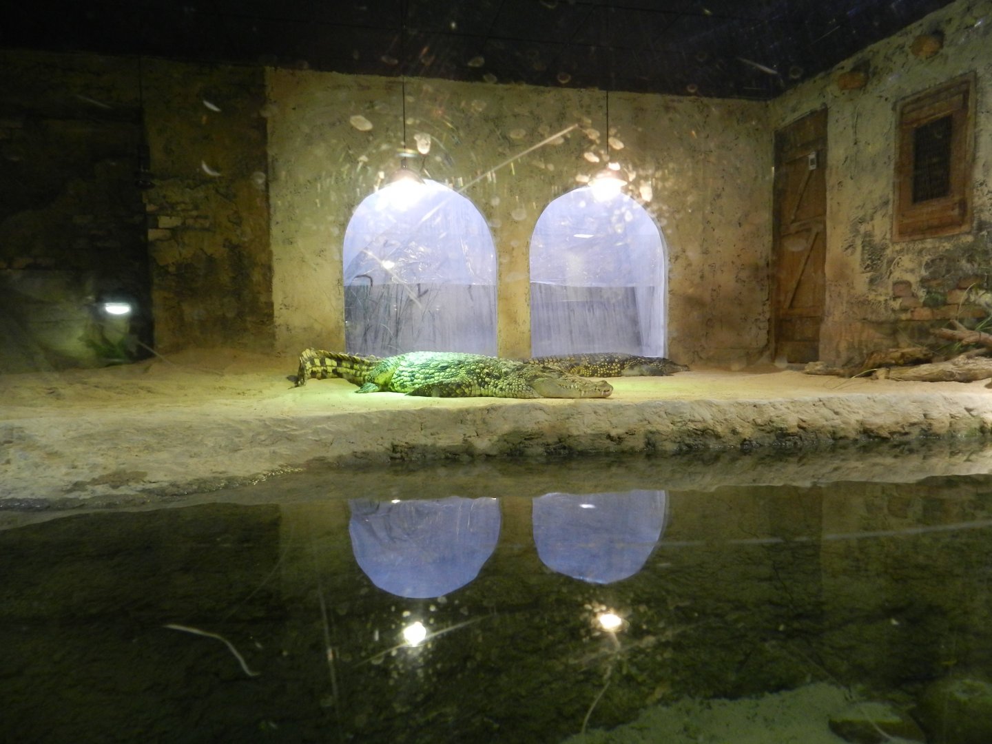 Nile Crocodile enclosure