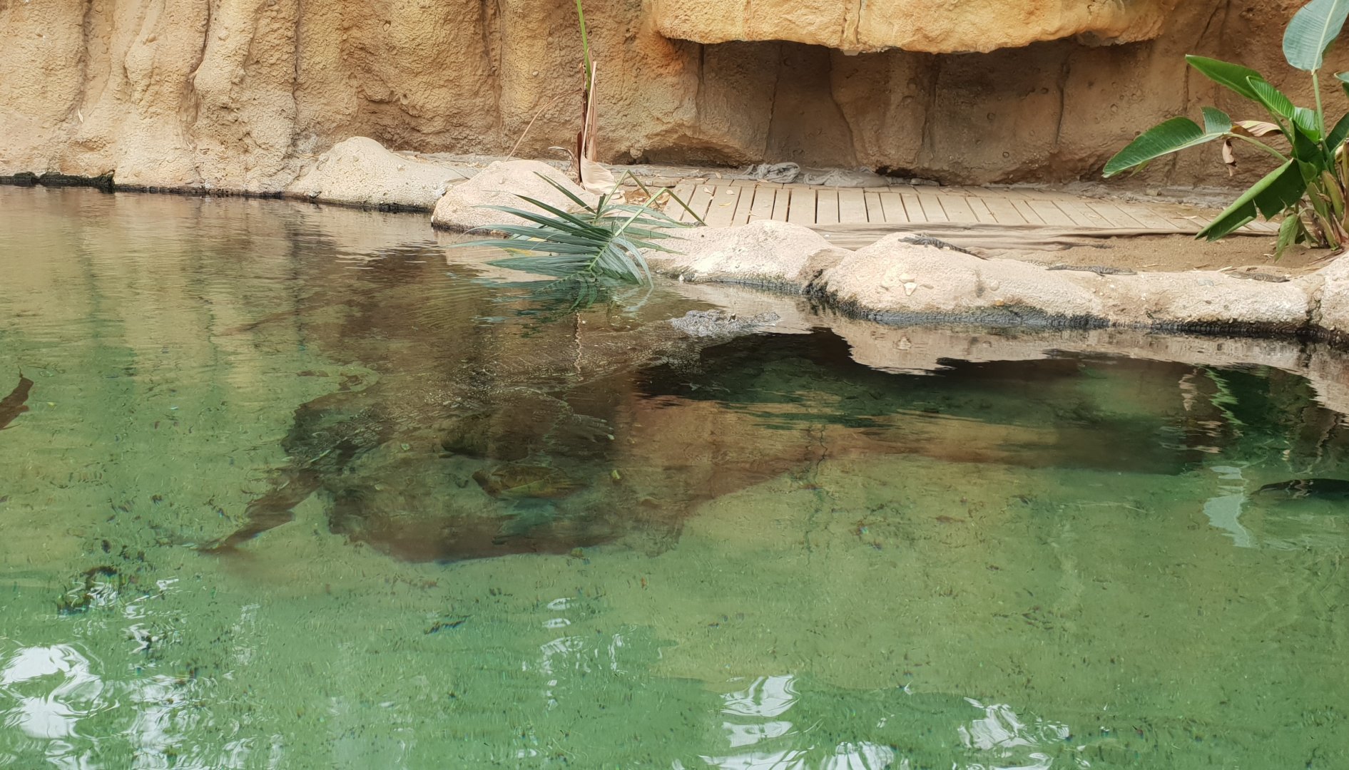 Nile crocodile enclosure