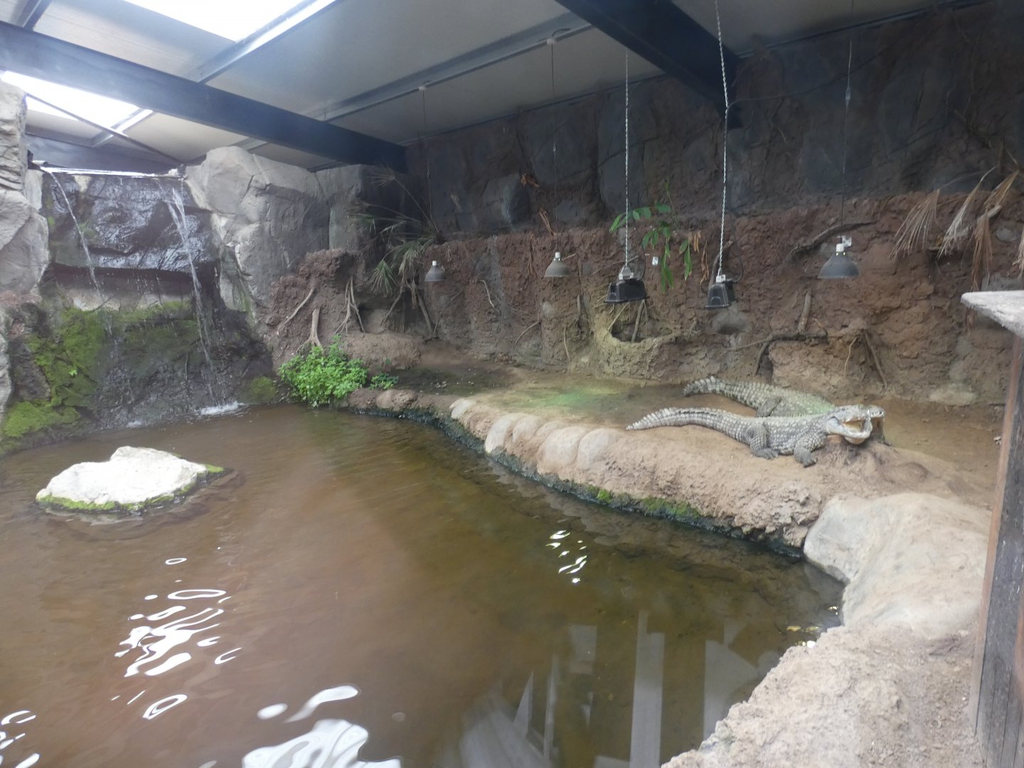 Nile Crocodile enclosure