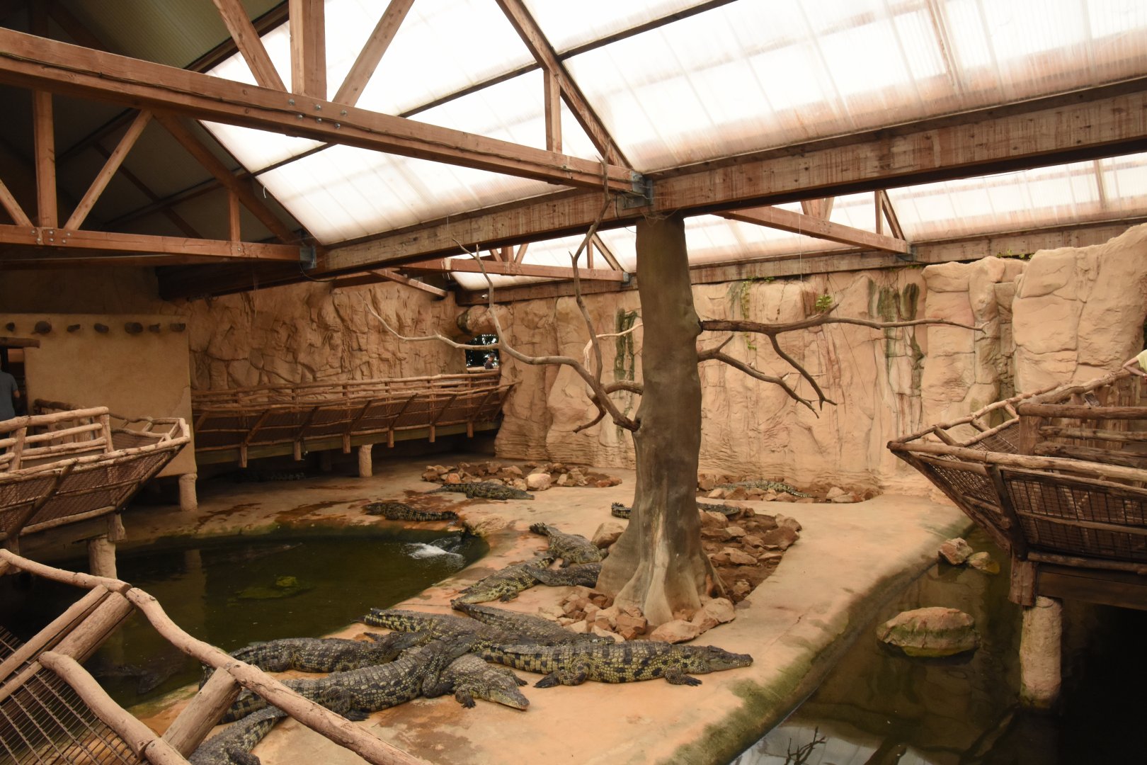 Nile Crocodile enclosure