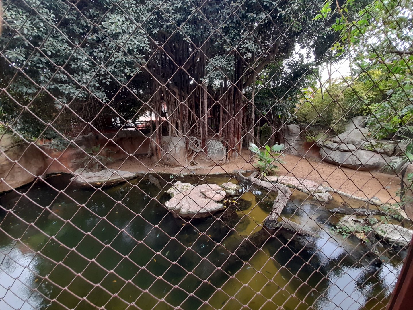 Nile Crocodile - enclosure