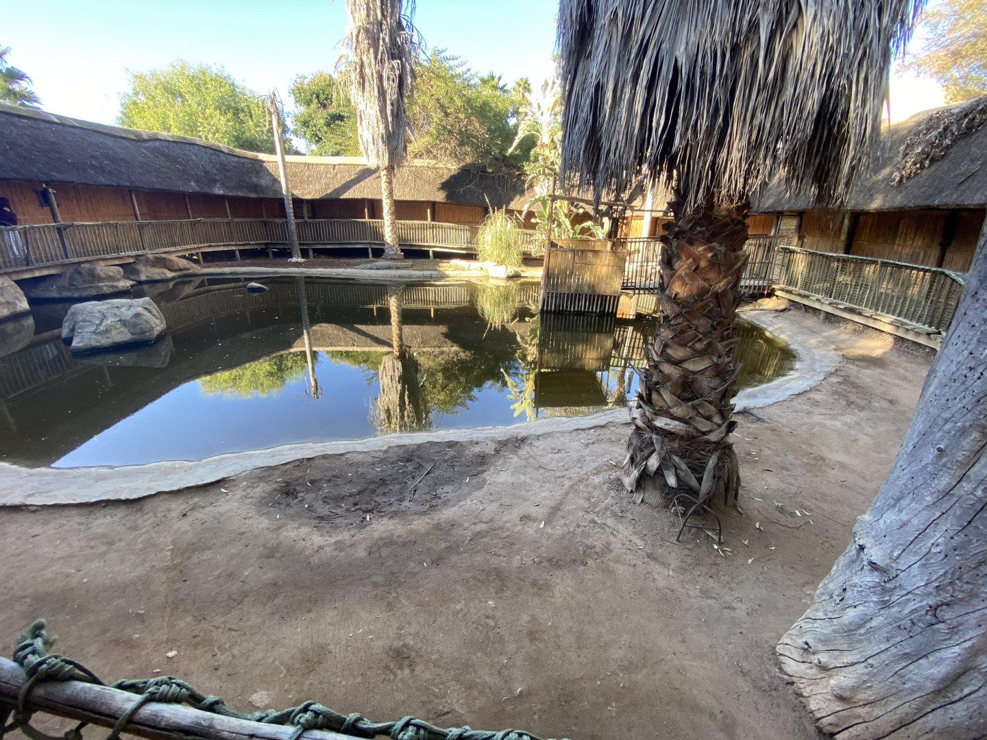 Nile crocodile enclosure
