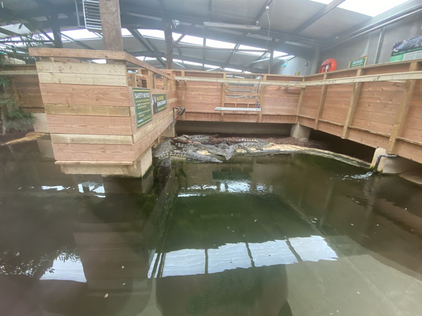 Nile crocodile exhibit 020821
