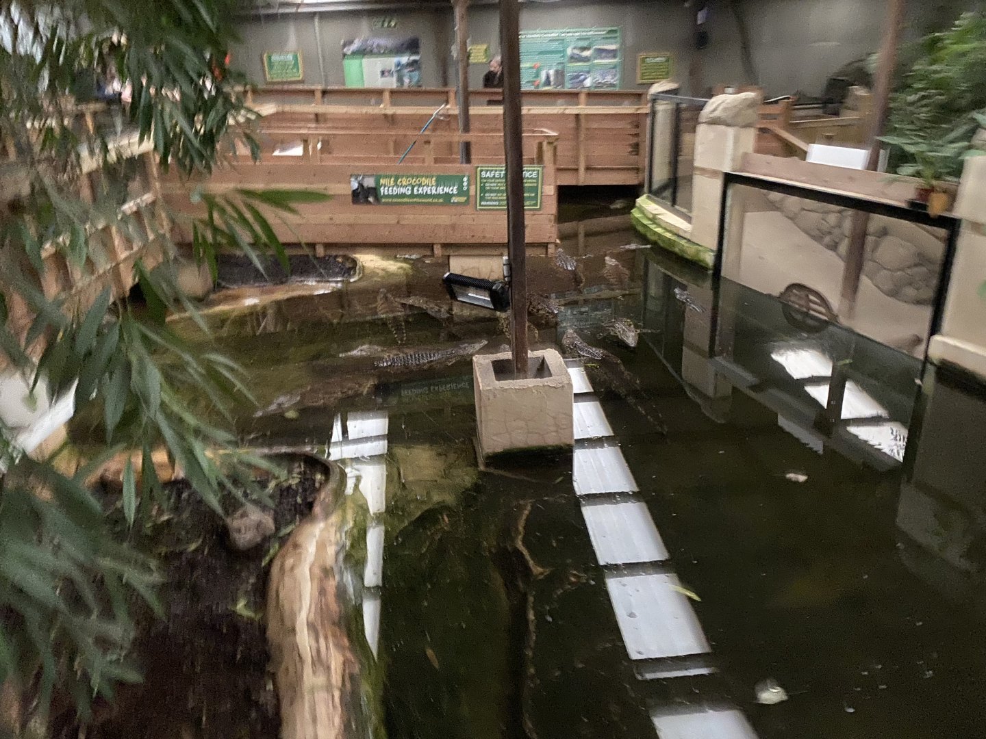 Nile crocodile exhibit 040124