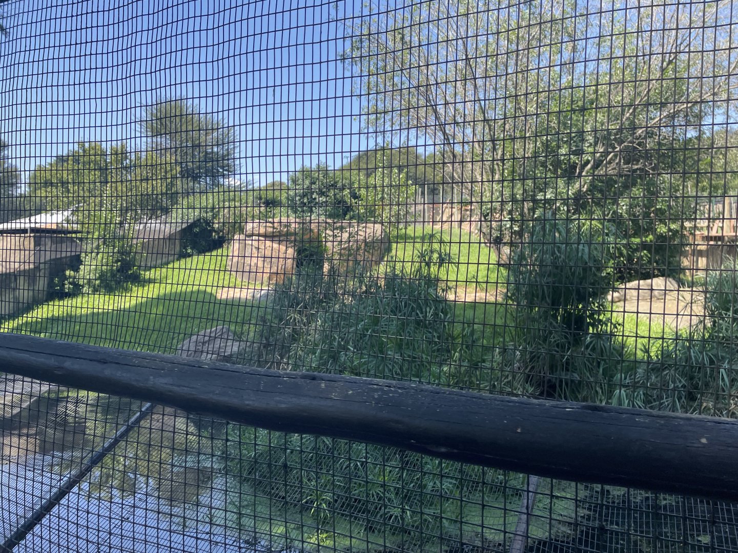 Nile Crocodile Exhibit #1