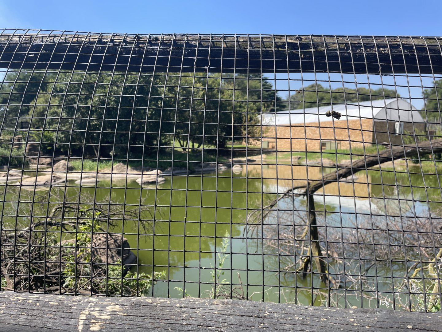 Nile Crocodile Exhibit #2