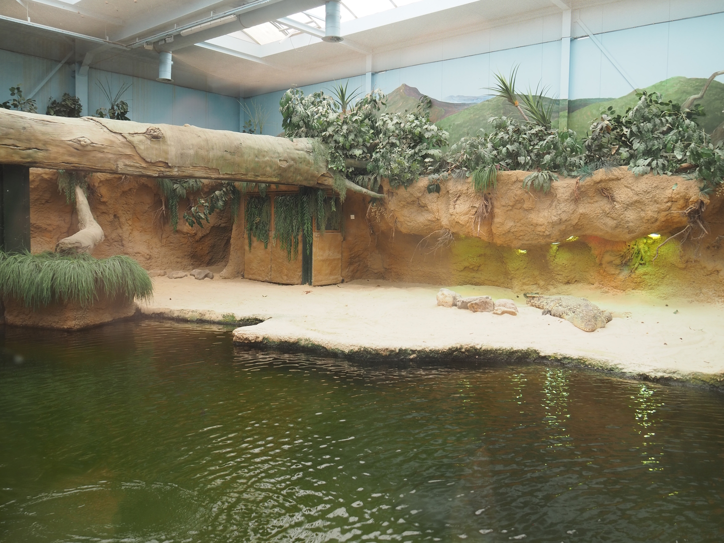 Nile crocodile exhibit, 2022-06-12