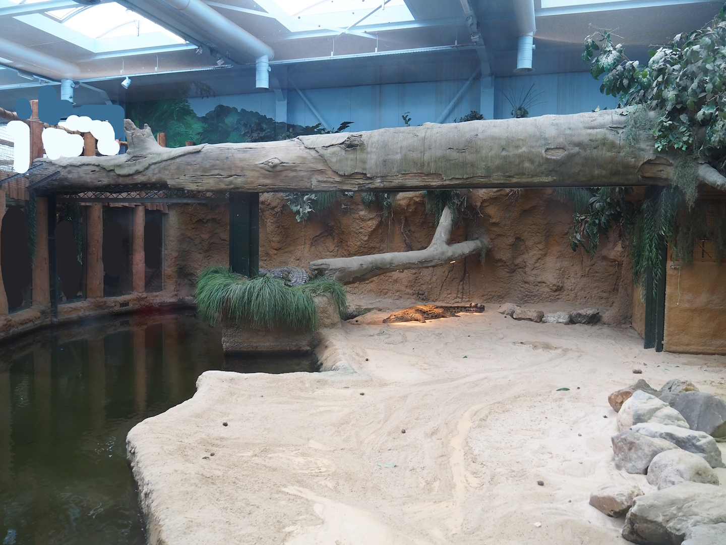 Nile crocodile exhibit, 2023-08-15