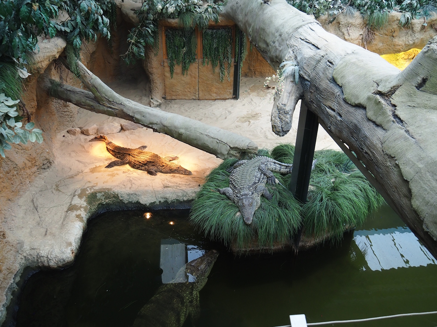 Nile crocodile exhibit, 2023-08-15