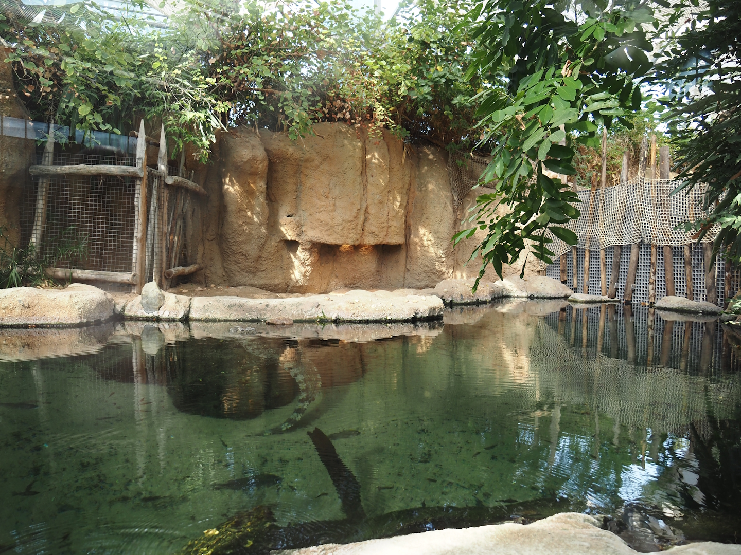 Nile crocodile exhibit, 2024-06-30