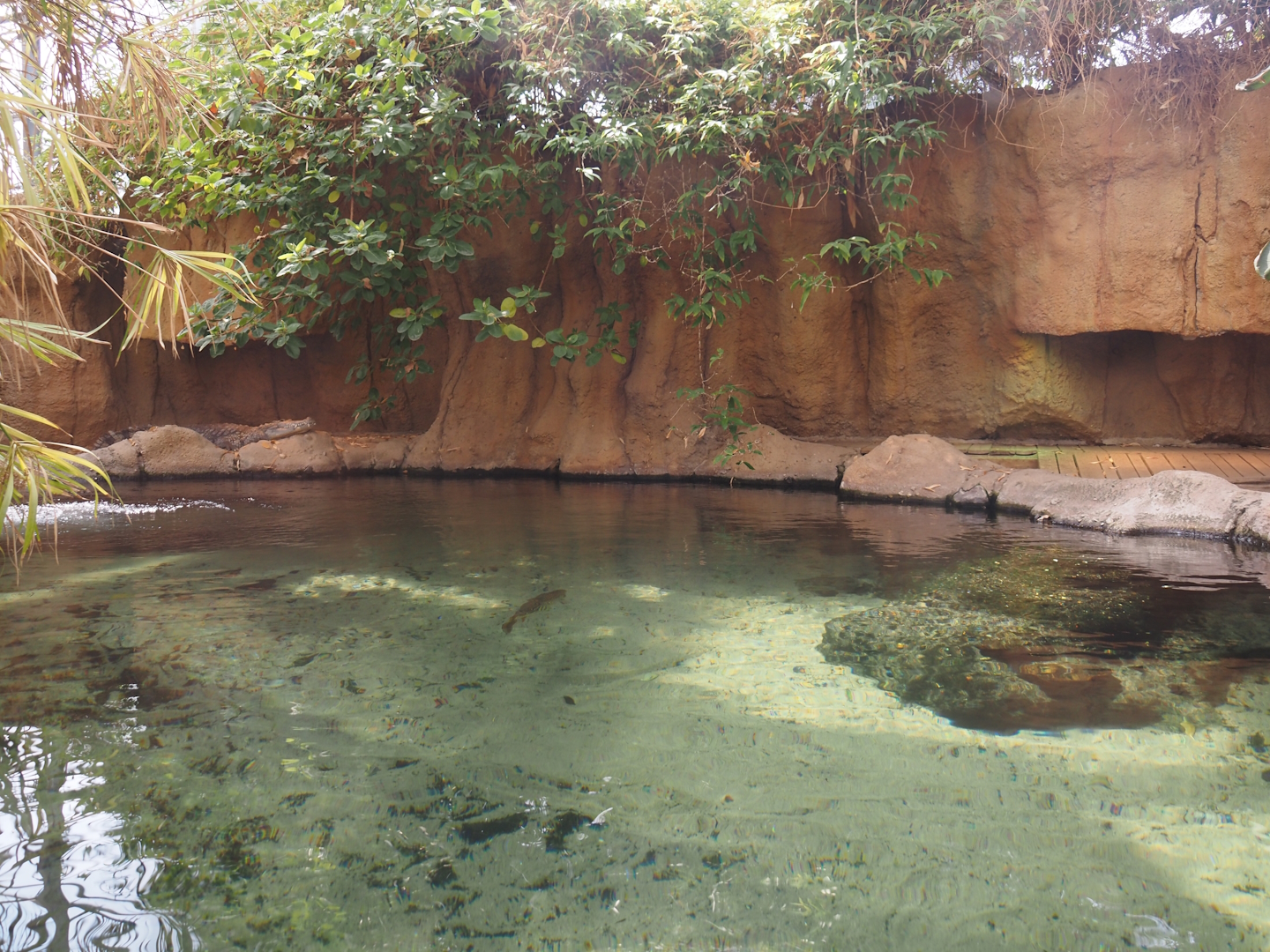 Nile crocodile exhibit, 2024-06-30