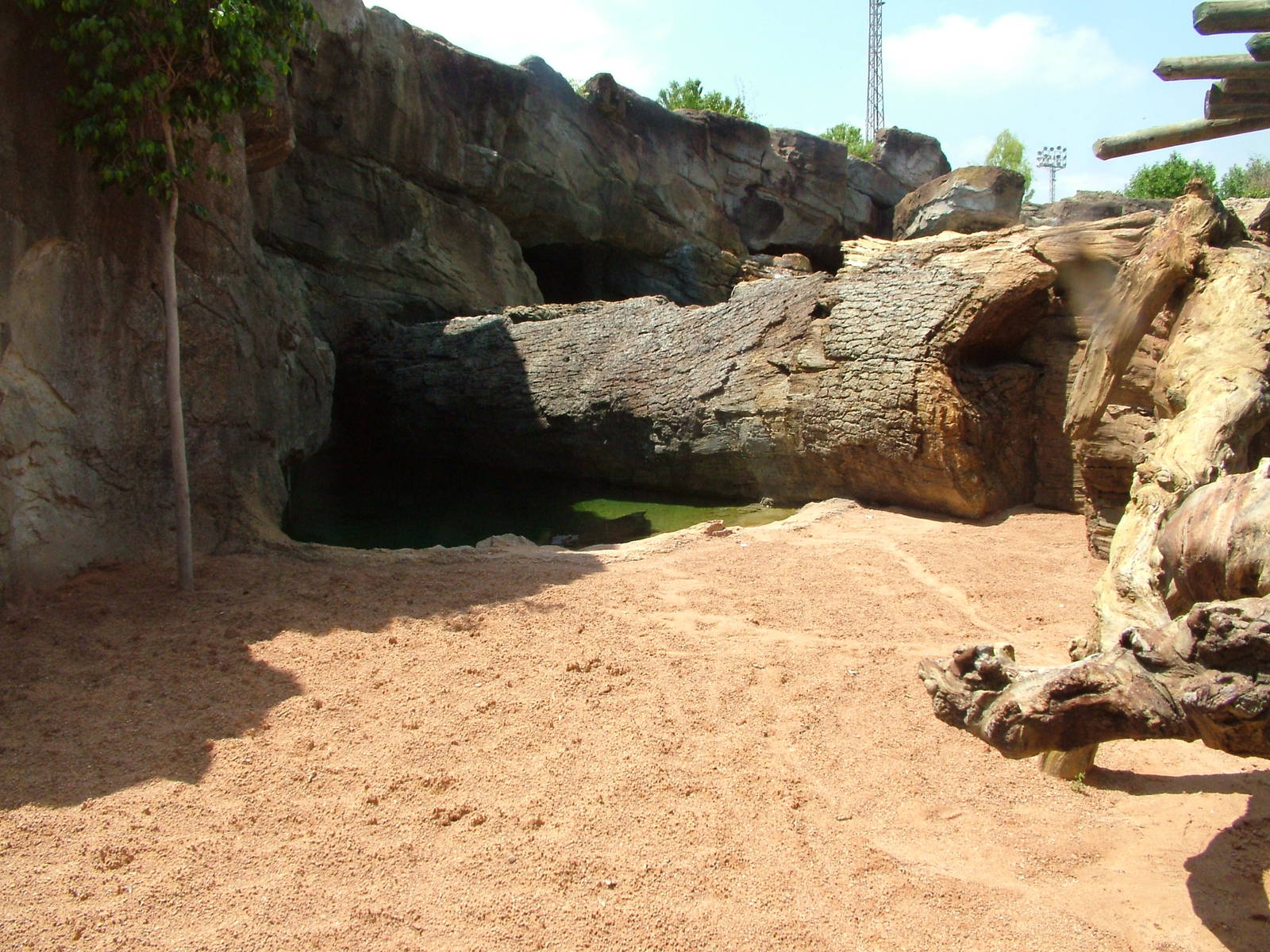 Nile Crocodile Exhibit at Bioparc Valencia, 28/05/11