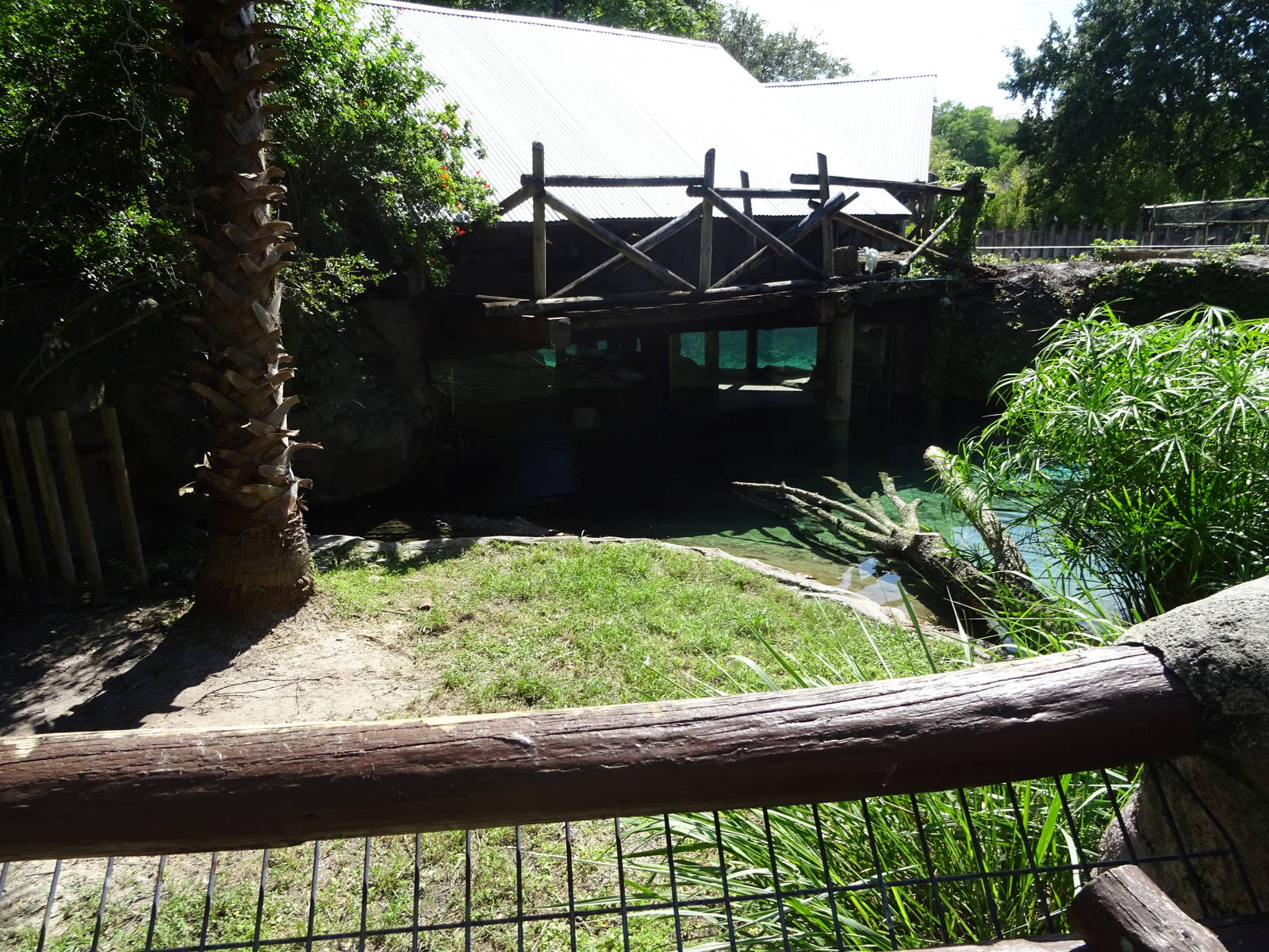 Nile Crocodile Exhibit at Busch Gardens Tampa
