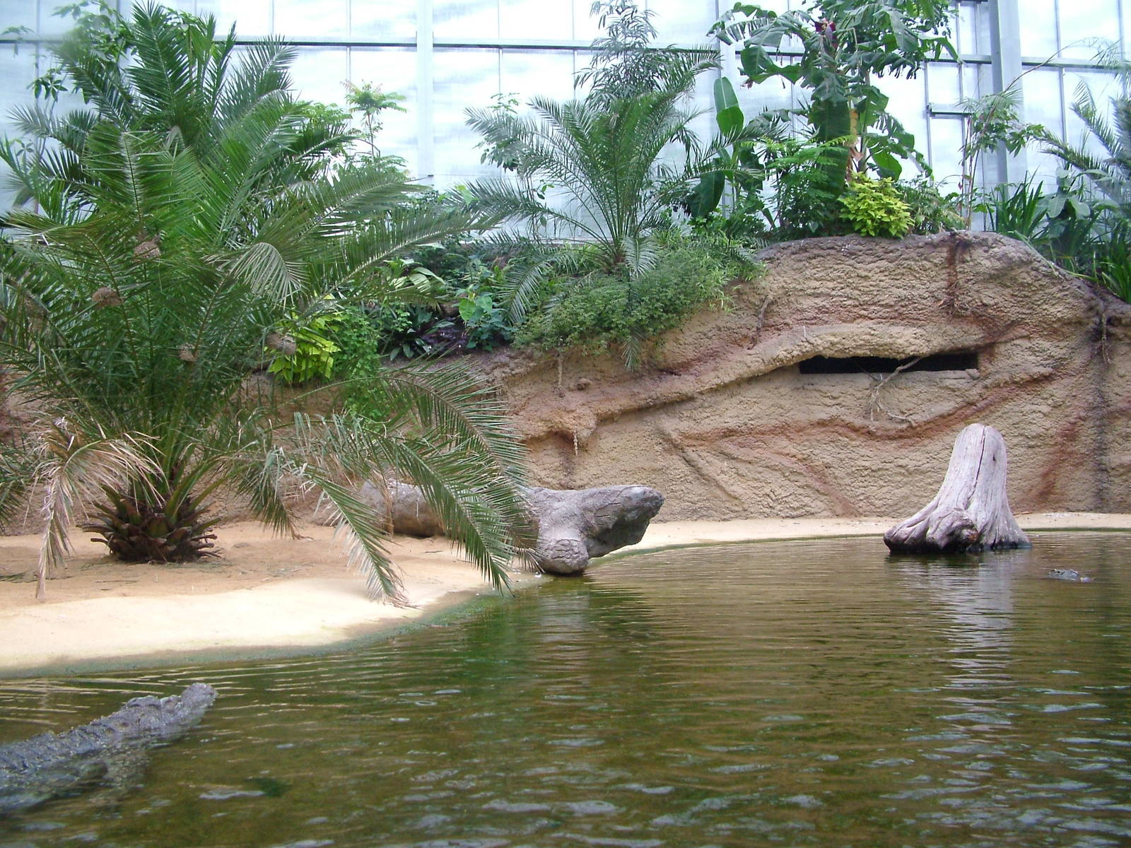 Nile Crocodile Exhibit at Cologne, 07/09/10