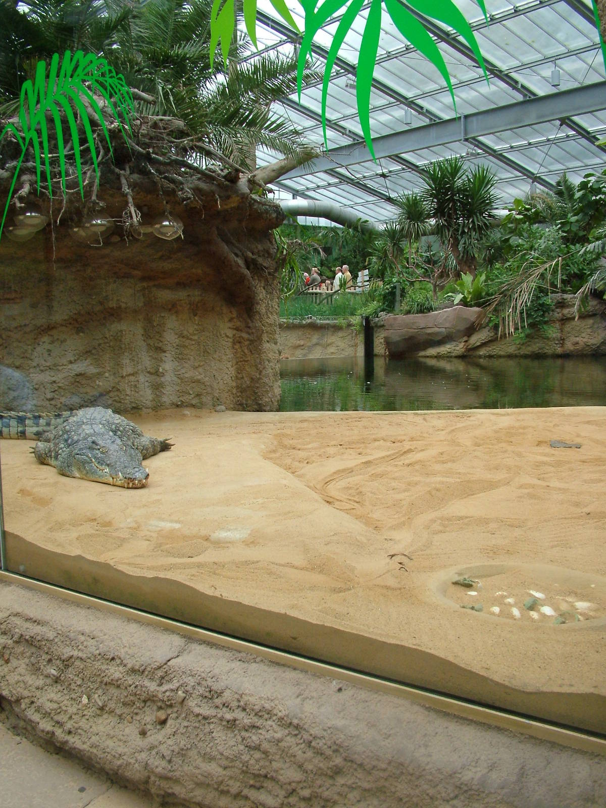 Nile Crocodile Exhibit at Cologne, 07/09/10