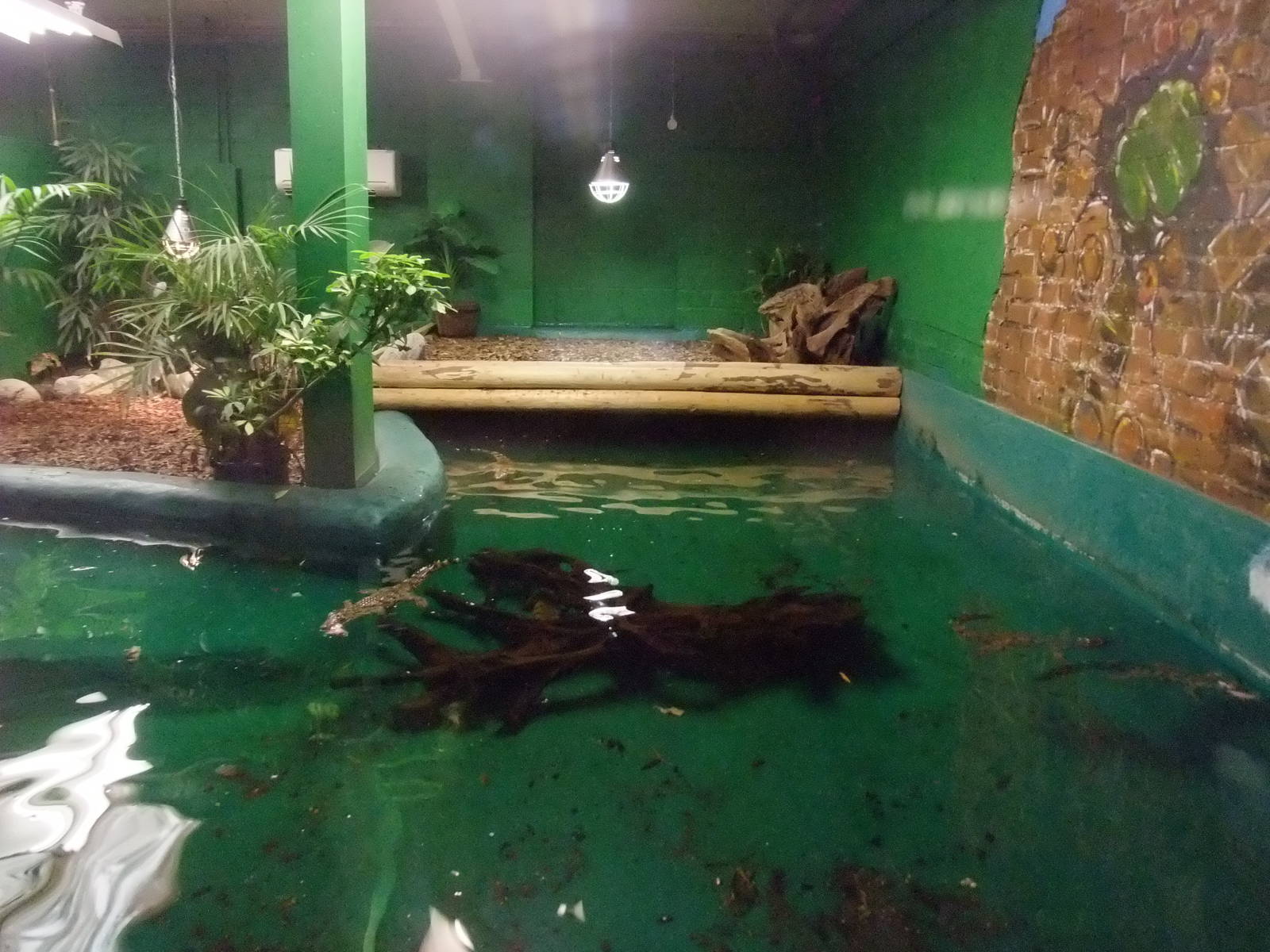 Nile Crocodile Exhibit at Crocodiles of the World, 05/02/12