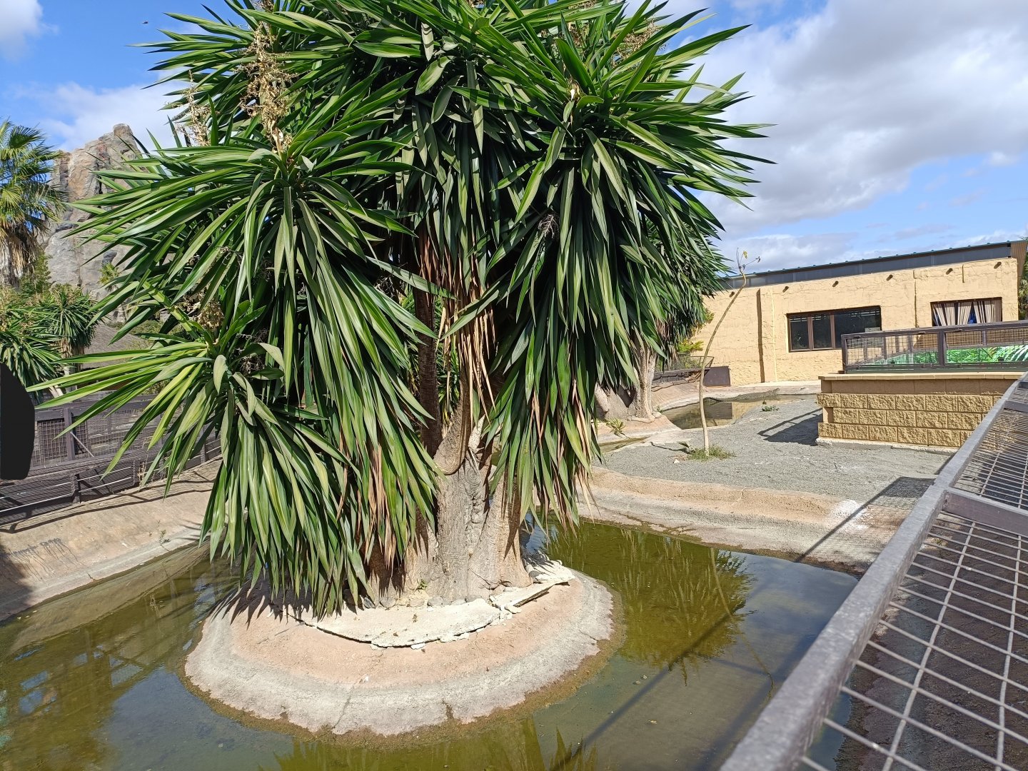 Nile crocodile exhibit - Crocodile park Torremolinos